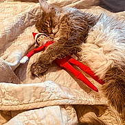 Gizmo The Coon joined the competition — help win amazing prizes!
