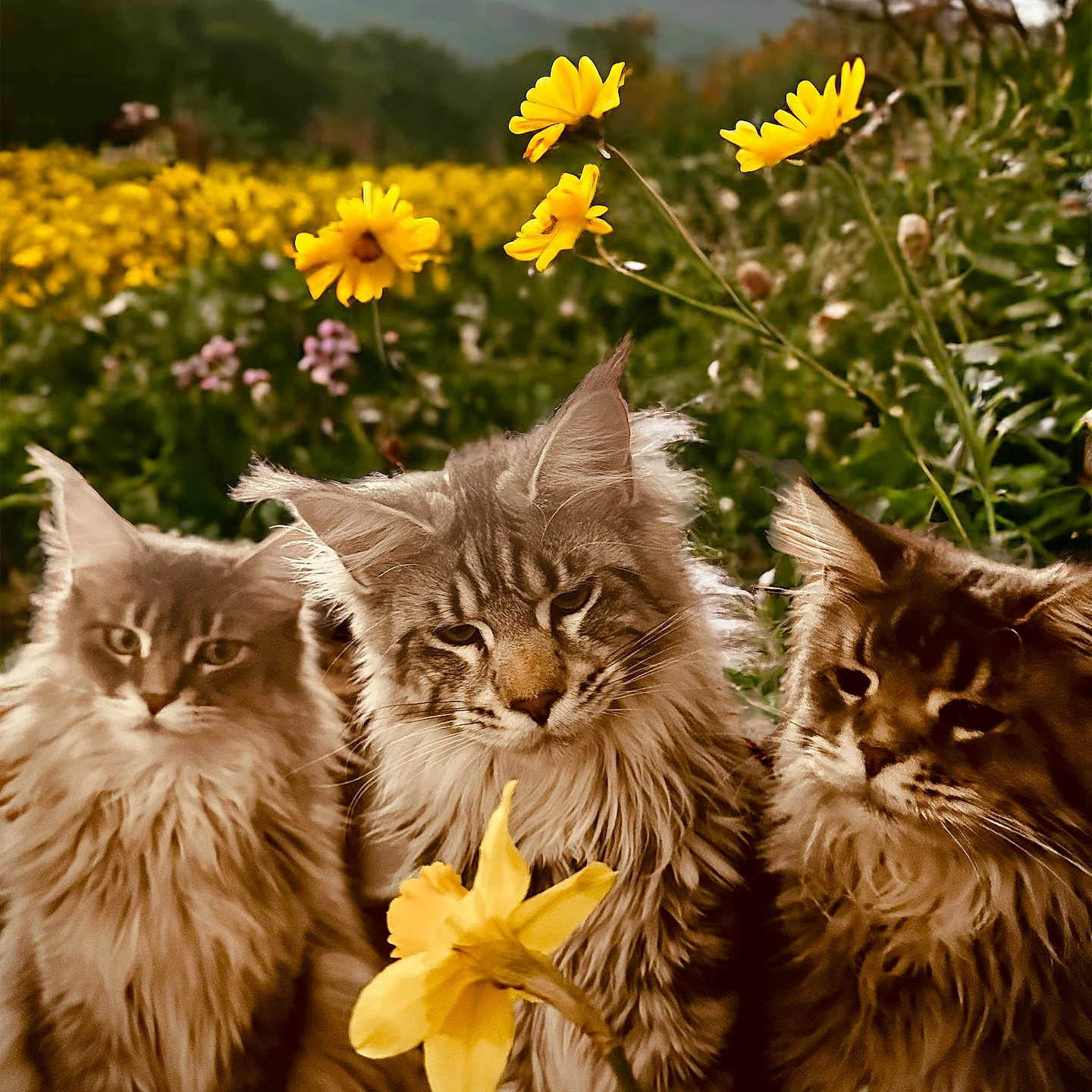 Gizmo Pumper Bullitt