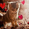 adorable, animal, brown, cat, closeup, curious, cute, decoration, feline, fur, ground, heart, love, nature, outdoor, pet, plant, red, romantic, sunlight