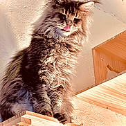 Mary Tinelli is registered to the contest to win money with this photo: animal, cat, claws, cute, domestic, ears, feline, fluffy, fur, home, indoor, lighting, long_hair, looking_down, pet, texture, tongue_out, wall, whiskers, wooden_shelf