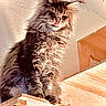 animal, cat, claws, cute, domestic, ears, feline, fluffy, fur, home, indoor, lighting, long_hair, looking_down, pet, texture, tongue_out, wall, whiskers, wooden_shelf