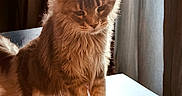 Mary Tinelli joined the competition — help win amazing prizes! abyssinian, angora, animal, box, canine, cat, computer, electronics, furniture, hardwood, indoors, interiordesign, kitten, manx, pet, plywood, table, window, windowsill, wood