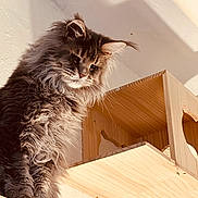 Pumper joined the competition — help win amazing prizes! animal, cat, claws, curious, domestic_cat, ears, feline, fluffy, furry, household, indoor, pet, portrait, relaxed, shadow, sunlight, texture, wall, whiskers, wooden_shelf