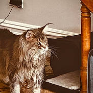 Pumper joined the competition — help win amazing prizes! animal, calm, carpet, cat, domestic, ears, eyes, feline, fluffy, fur, home, indoor, long_hair, mammal, paws, pet_bed, quiet, side_view, whiskers, wooden_table