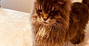 Pumper joined the competition — help win amazing prizes! animal, cat, closeup, cozy, cream_background, cute, domestic_animal, ears, feline, fluffy, fur, indoor, long_hair, maine_coon, mammal, pet, portrait, soft_light, standing, whiskers