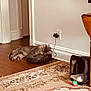 carpet, cat, charging, cozy, domestic, door, floor, fluffy, furniture, home, indoor, pet_carrier, pet_toy, power_outlet, relaxing, robot_vacuum, rug, sleeping, wall, wooden_floor