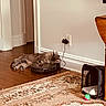 Pumper joined the competition — help win amazing prizes! brown, carpet, cat, cozy, floor, fluffy, furniture, home, indoor, pet, pet_carrier, plug, power_outlet, relaxing, robot_vacuum, rug, sleeping, toy, wall, wood_floor