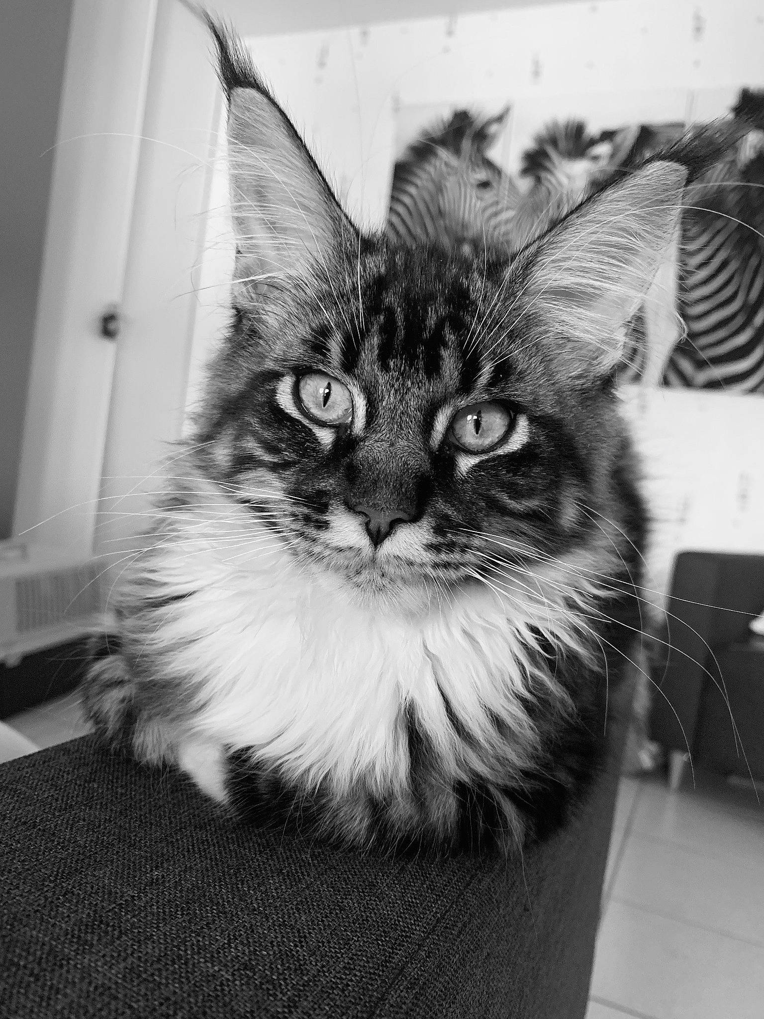 Albus a rejoint le concours — aidez-le/la à gagner de superbes lots ! black, black_and_white, carnivoran, cat, cat_like_mammal, domestic_short_haired_cat, eye, fur, kitten, maine_coon, mammal, monochrome, monochrome_photography, norwegian_forest_cat, photography, small_to_medium_sized_cats, snapshot, snout, vertebrate, whiskers