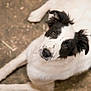 animal, black_and_white, canine, close_up, curious, cute, dog, ears, eyes, fluffy, fur, ground, looking_up, lying_down, mammal, nose, outdoor, pet, portrait, whiskers