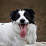 Thumper is registered to the contest to win money with this photo: animal, black_and_white, canine, closeup, cute, dirt, dog, ears, expression, friendly, fur, happy, lying_down, muzzle, outdoor, pet, playful, portrait, tongue, tongue_out