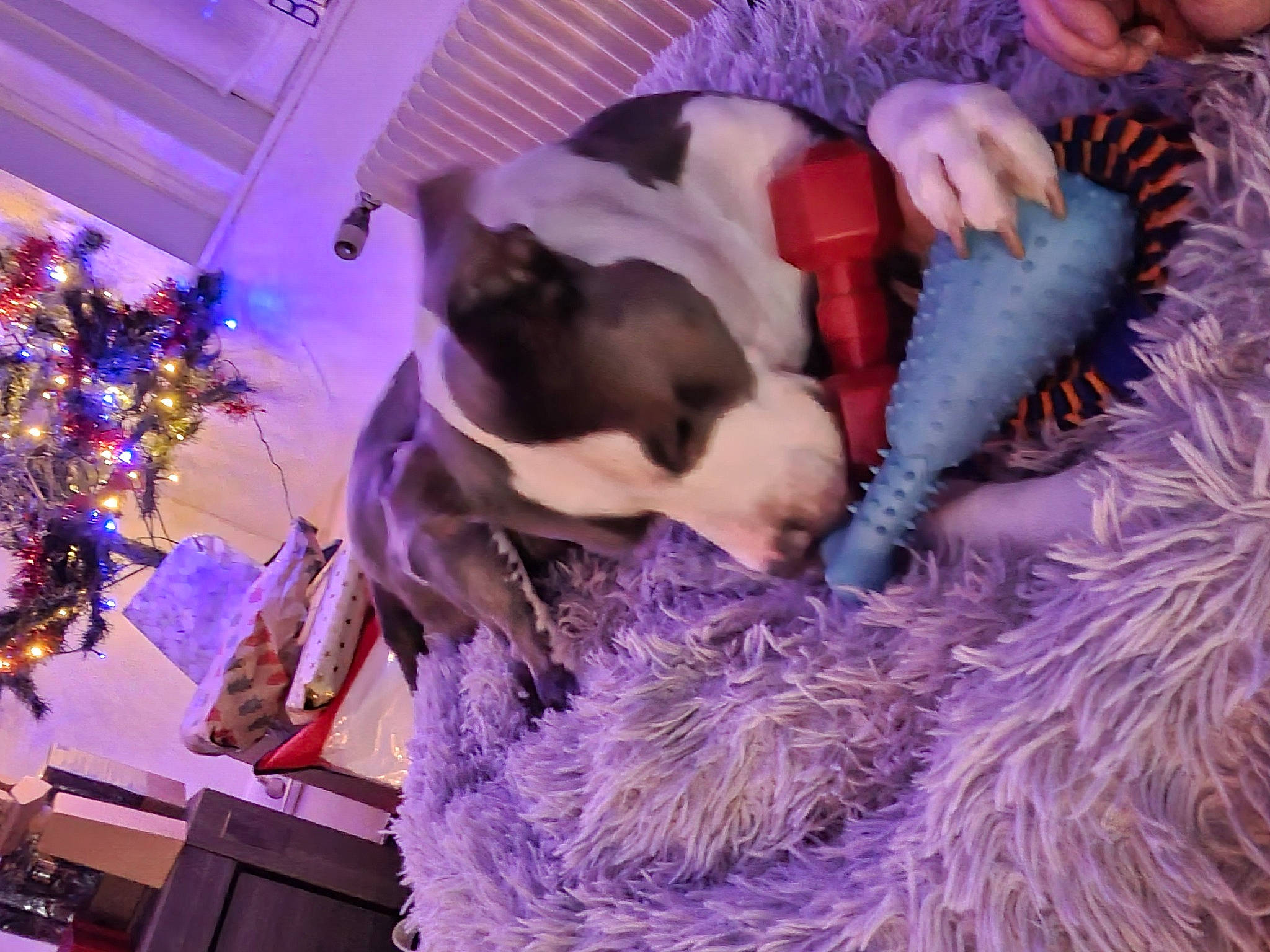 Faco participe au concours pour gagner de l'argent avec cette photo : carnivore, christmas_decoration, christmas_ornament, comfort, companion_dog, decoration, dog, dog_breed, event, fawn, felidae, fur, linens, magenta, pink, plant, purple, room, tree, violet