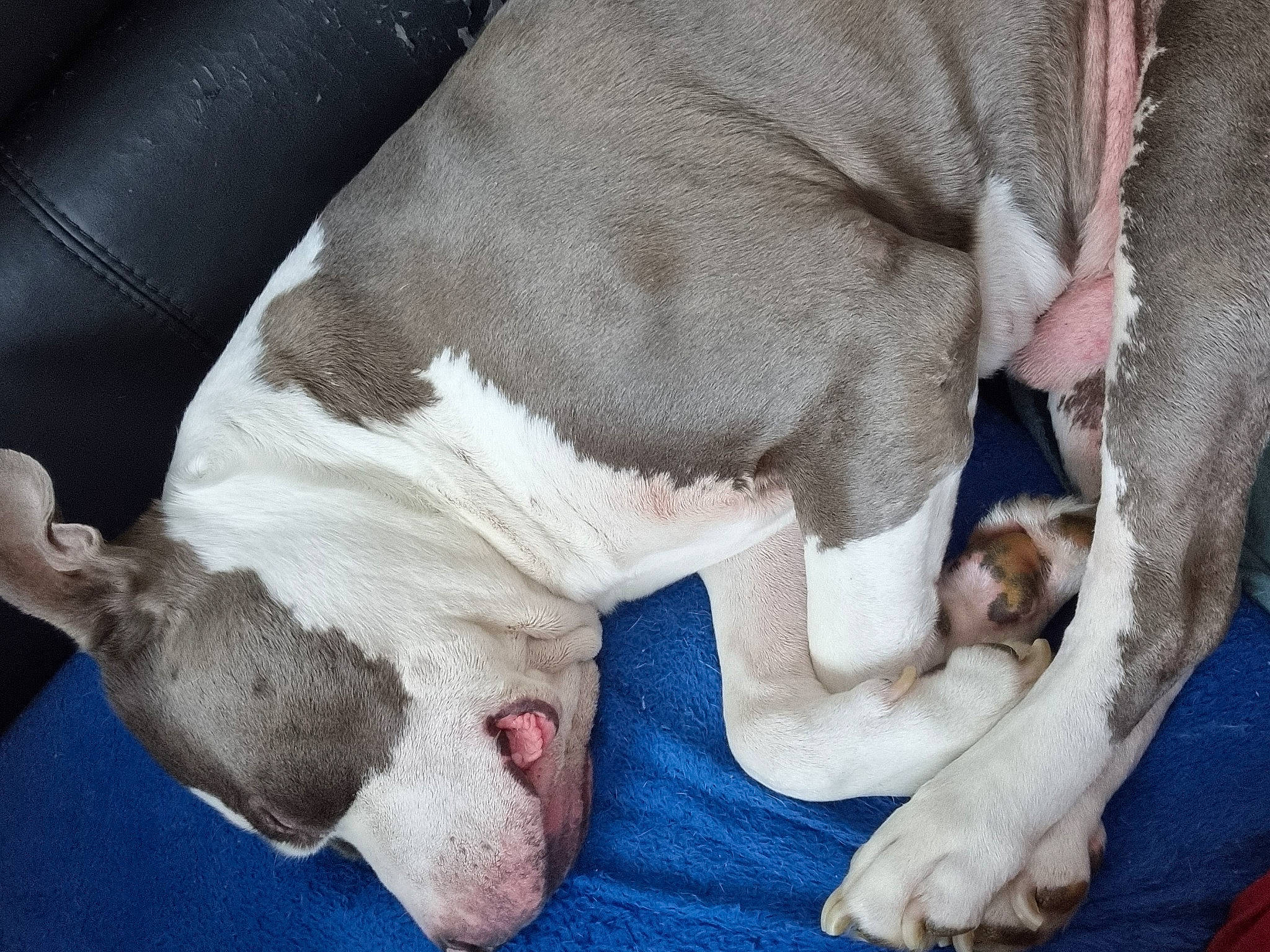 Faco participe au concours pour gagner de l'argent avec cette photo : canidae, carnivore, collar, comfort, companion_dog, couch, dog, dog_breed, fawn, fur, nap, non_sporting_group, paw, puppy, puppy_love, snout, sporting_group, whiskers, working_animal