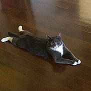 Abbi joined the competition — help win amazing prizes! cat, gray_cat, white_paws, white_chest, wooden_floor, indoor, pet, animal, feline, relaxed, lying_down, looking_at_camera, four_legs, ears, whiskers, tail, domestic_cat, house_pet, floor_reflection, quiet