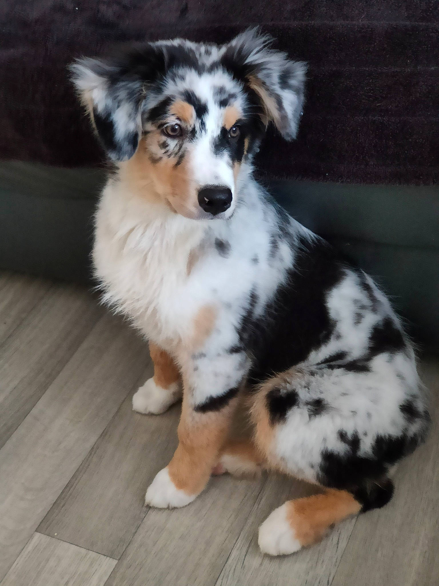 Jaina participe au concours pour gagner de l'argent avec cette photo : australian_shepherd, canidae, carnivore, companion_dog, dog, dog_breed, floor, flooring, foot, fur, herding_dog, iris, mammal, snout, sporting_group, tail, terrestrial_animal, vertebrate, whiskers, working_animal