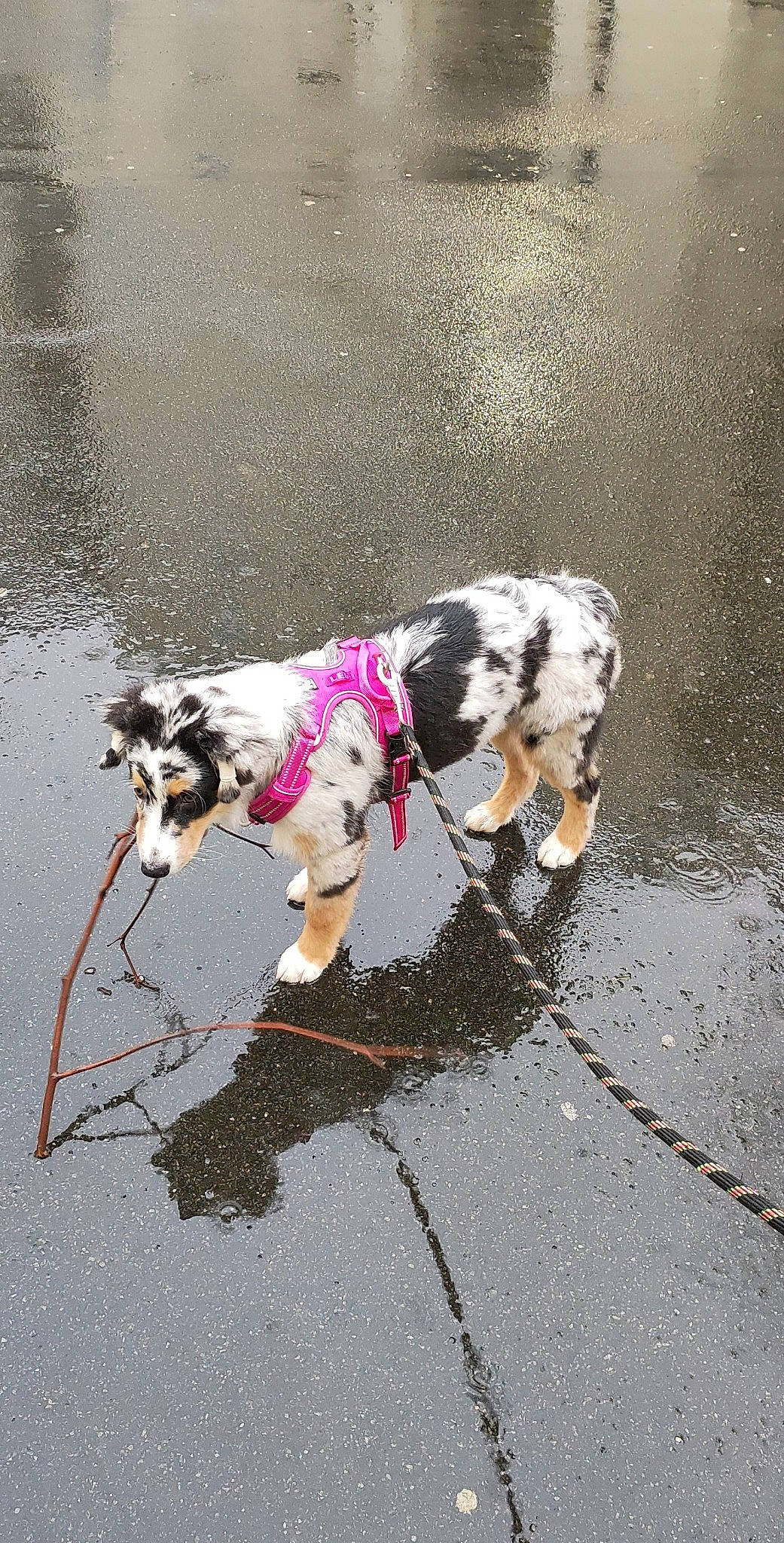 Jaina participe au concours pour gagner de l'argent avec cette photo : asphalt, carnivore, collar, companion_dog, dalmatian, dog, dog_breed, dog_collar, dog_supply, fashion_accessory, fawn, leash, pet_supply, road_surface, sidewalk, snout, sporting_group, tail, water, working_animal