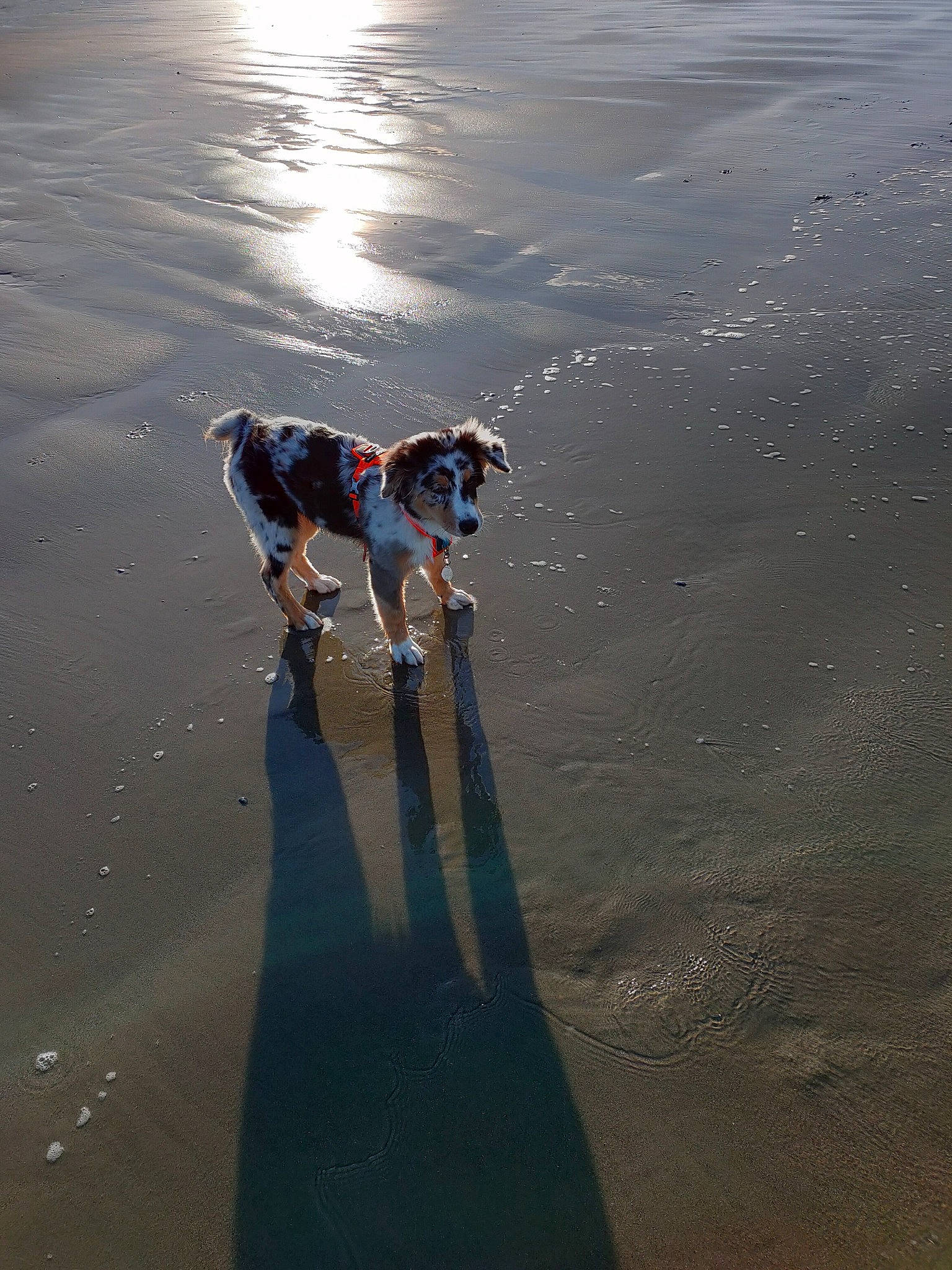 Jaina a rejoint le concours — aidez-le/la à gagner de superbes lots ! beach, canidae, carnivore, companion_dog, dog, dog_breed, fluid, hunting_dog, lake, liquid, mudflat, reflection, shadow, sporting_group, water, water_resources, wetland, working_animal, working_dog