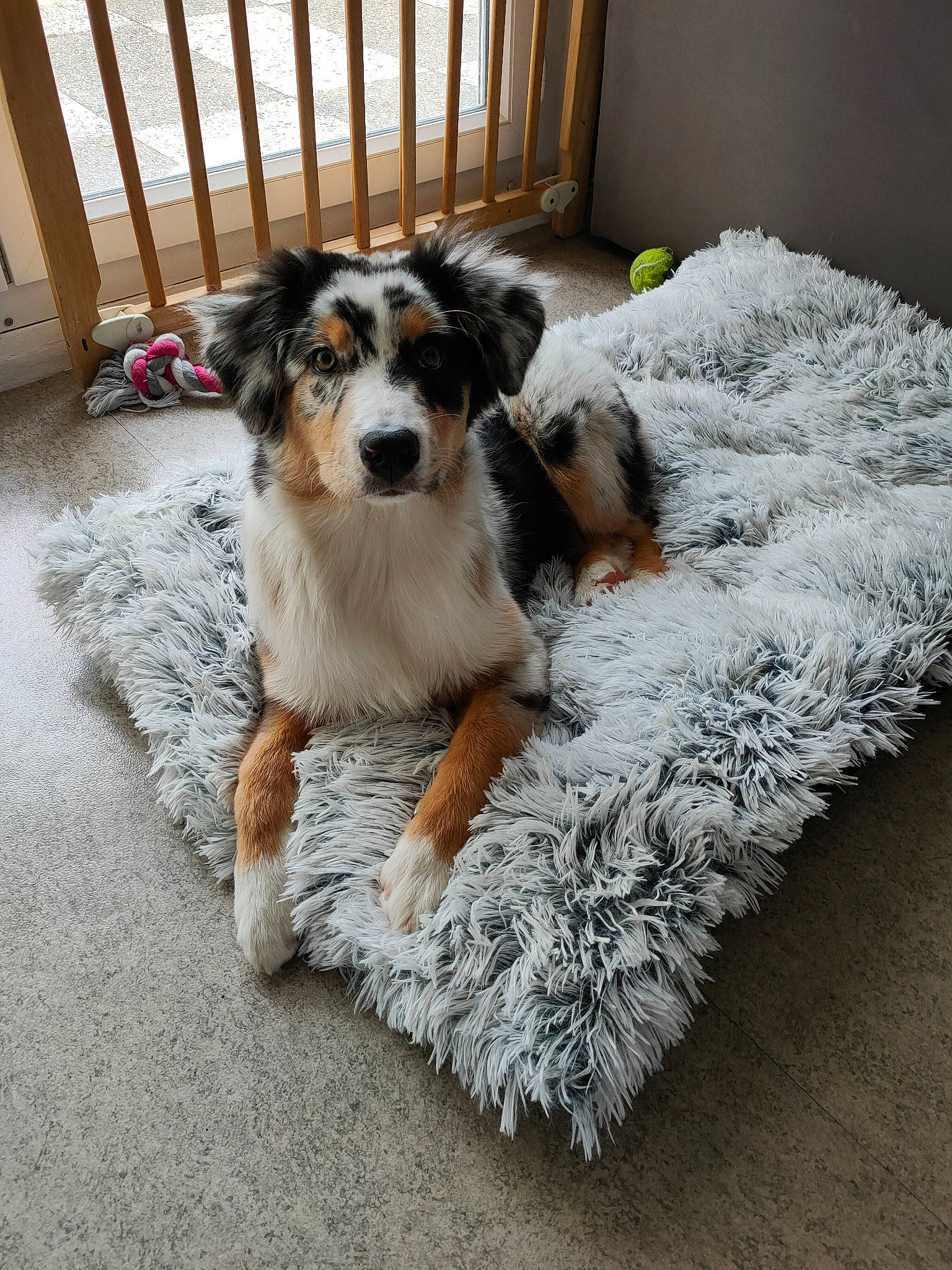 Jaina participe au concours pour gagner de l'argent avec cette photo : canidae, carnivore, comfort, companion_dog, dog, dog_breed, fawn, fence, flooring, fur, herding_dog, paw, snout, sporting_group, tail, terrier, toy_dog, whiskers, wood, working_animal