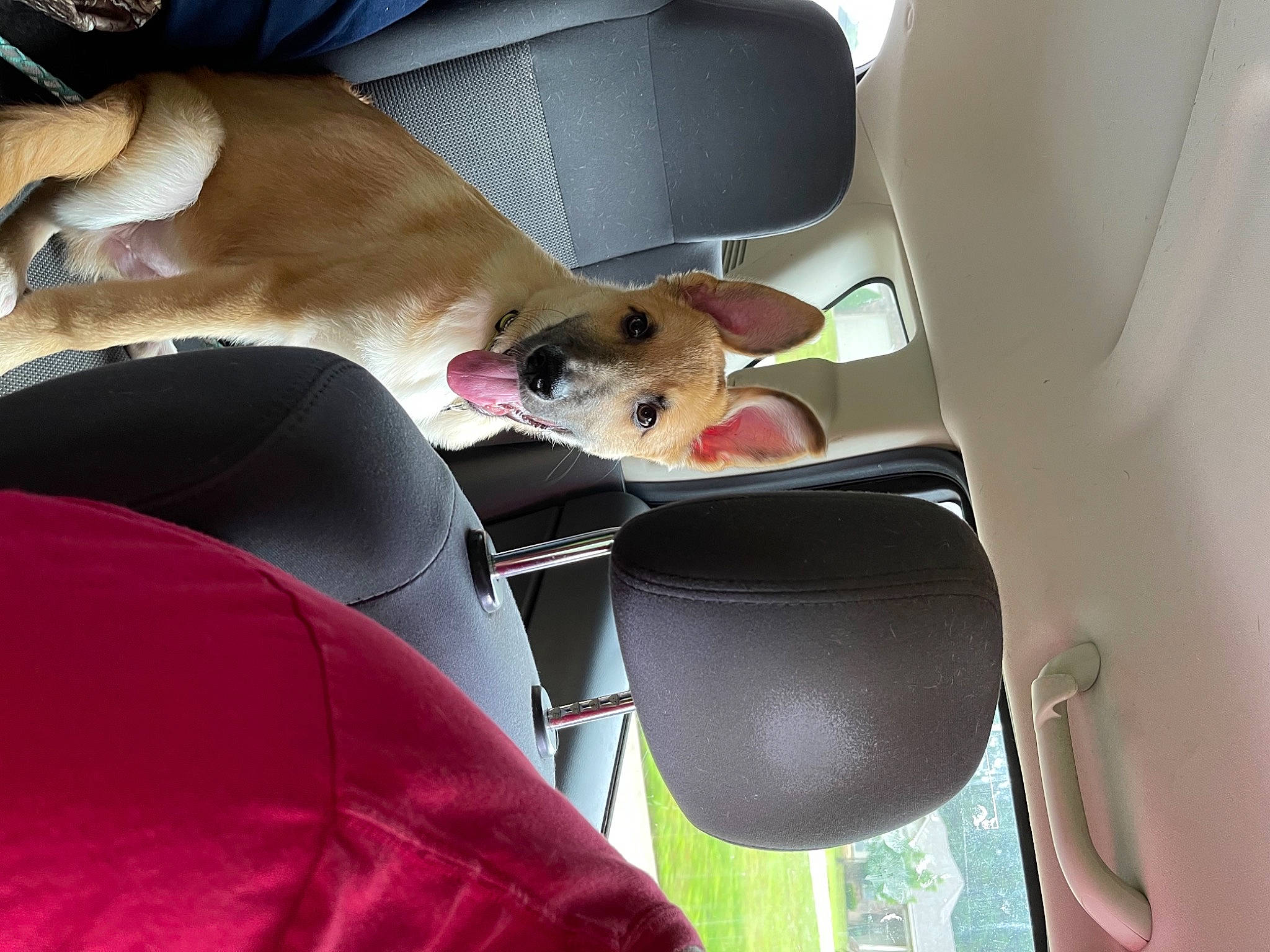 Cayman Jack joined the competition — help win amazing prizes! auto_part, automotive_design, automotive_exterior, car, car_seat, car_seat_cover, carnivore, collar, comfort, companion_dog, dog, dog_breed, family_car, fawn, head_restraint, motor_vehicle, seat_belt, sporting_group, vehicle, vehicle_door
