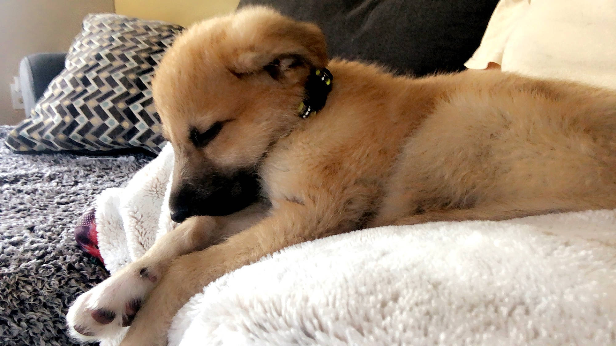 Cayman Jack is registered to the contest to win money with this photo: canidae, carnivore, comfort, companion_dog, corgi_chihuahua, dog, dog_breed, fawn, fur, non_sporting_group, paw, snout, sporting_group, terrestrial_animal, whiskers, working_animal