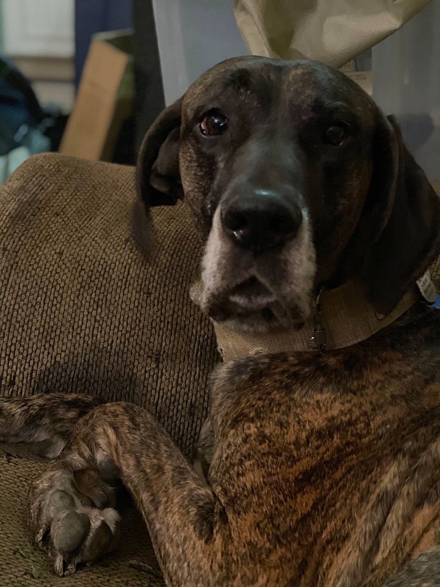 Ragnar joined the competition — help win amazing prizes! borador, carnivore, comfort, companion_dog, dog, dog_breed, ear, fawn, fur, giant_dog_breed, guard_dog, gun_dog, liver, monochrome_photography, natural_material, snout, sporting_group, terrestrial_animal, whiskers, working_animal