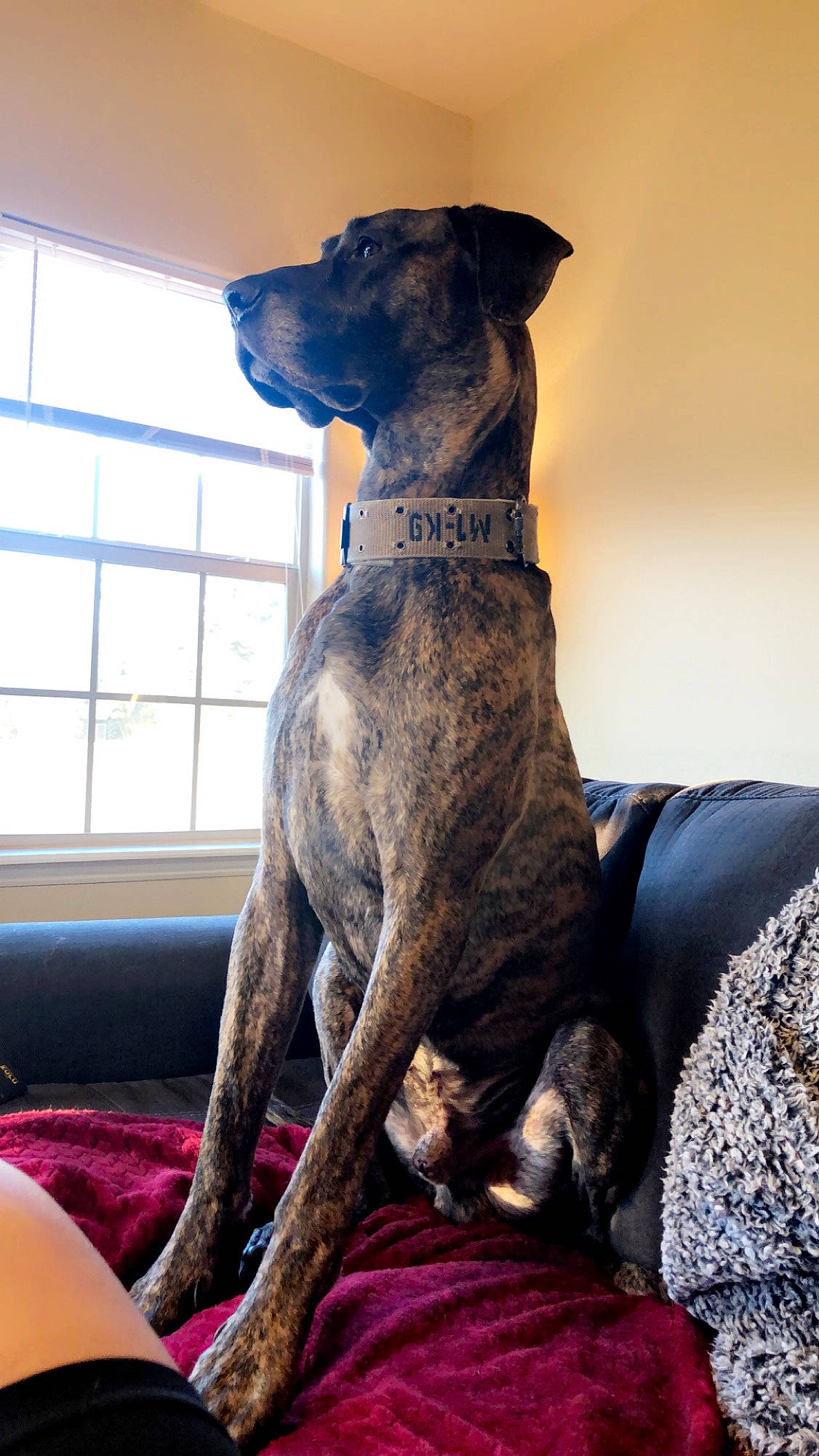 Ragnar joined the competition — help win amazing prizes! canidae, carnivore, collar, comfort, companion_dog, dog, dog_breed, dog_collar, fawn, great_dane, guard_dog, liver, non_sporting_group, rampur_greyhound, sighthound, snout, sporting_group, terrestrial_animal, window, working_animal