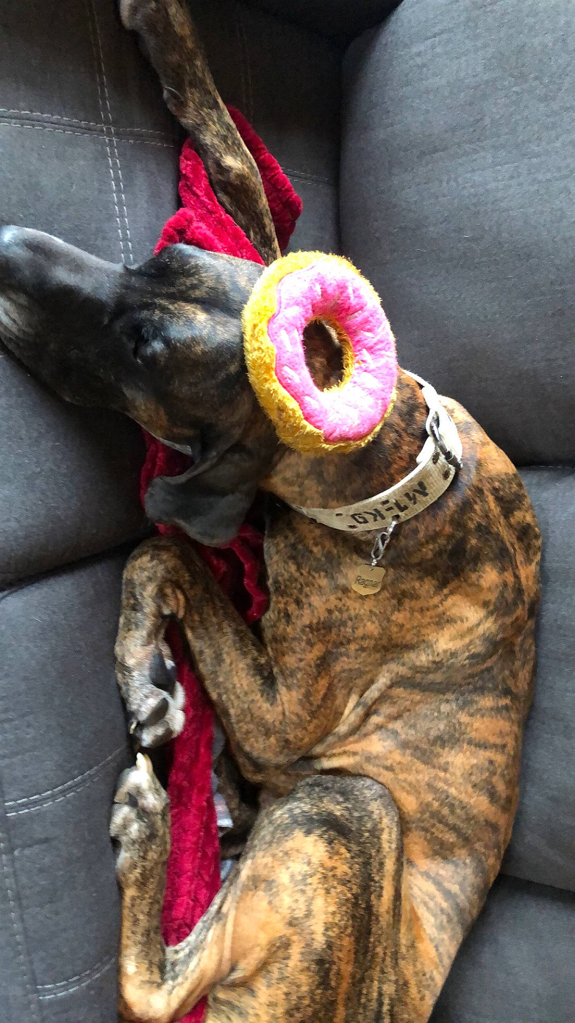 Ragnar is registered to the contest to win money with this photo: art, audio_equipment, fashion_accessory, felidae, fur, grey, linens, magenta, owl, plant, plush, small_to_medium_sized_cats, snout, stuffed_toy, thread, toy, visual_arts, whiskers, wool, woolen