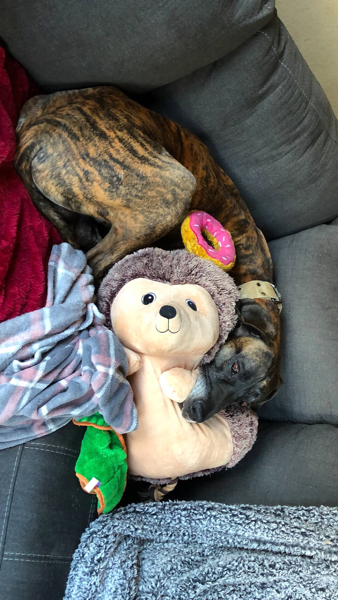 Ragnar is registered to the contest to win money with this photo: cap, car_seat, comfort, companion_dog, couch, doll, fashion_accessory, fawn, fur, linens, magenta, mammal, nap, plush, sitting, stuffed_toy, teddy_bear, textile, toy, wool