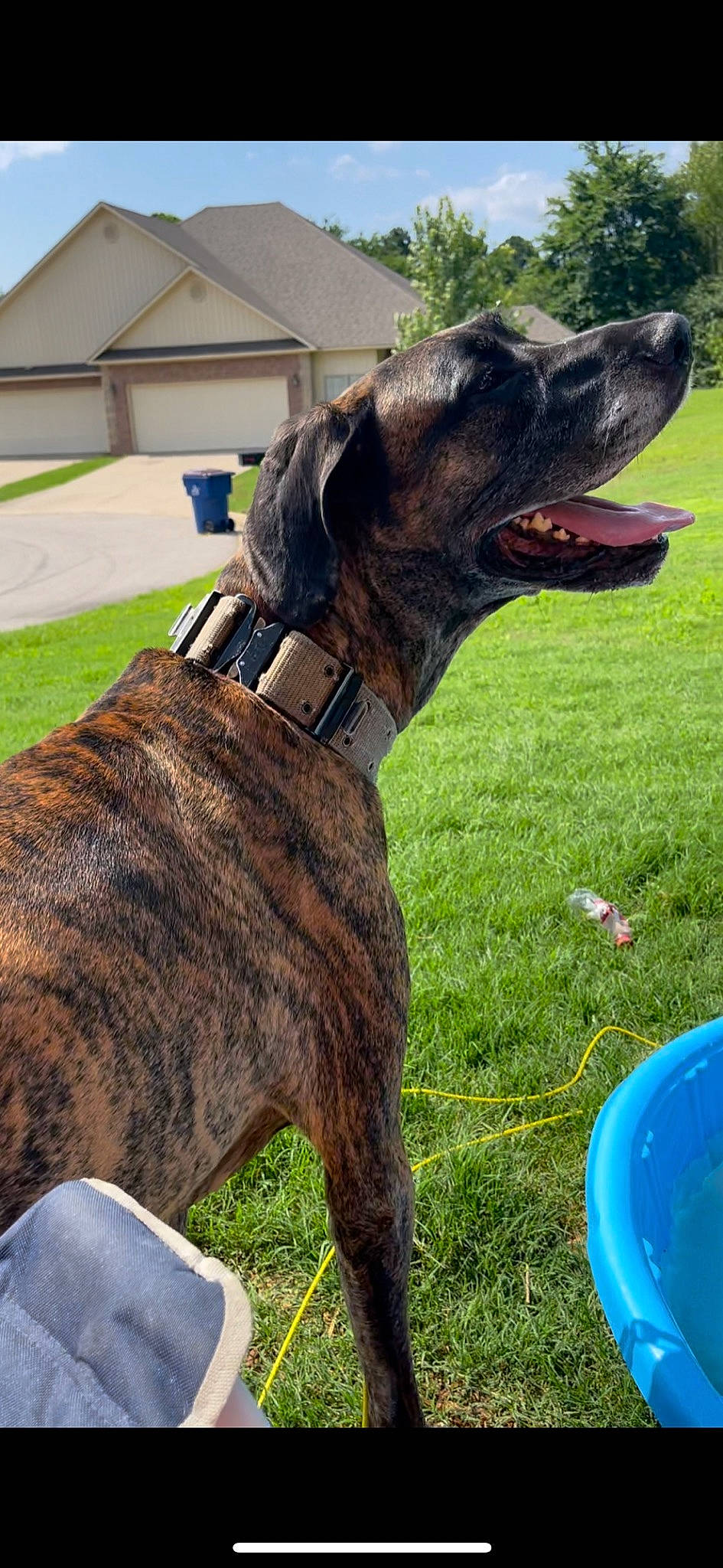 Ragnar is registered to the contest to win money with this photo: carnivore, collar, companion_dog, dog, dog_breed, dog_collar, dog_supply, fashion_accessory, fawn, giant_dog_breed, grass, leash, liver, mammal, pet_supply, plant, snout, sporting_group, vertebrate, working_animal