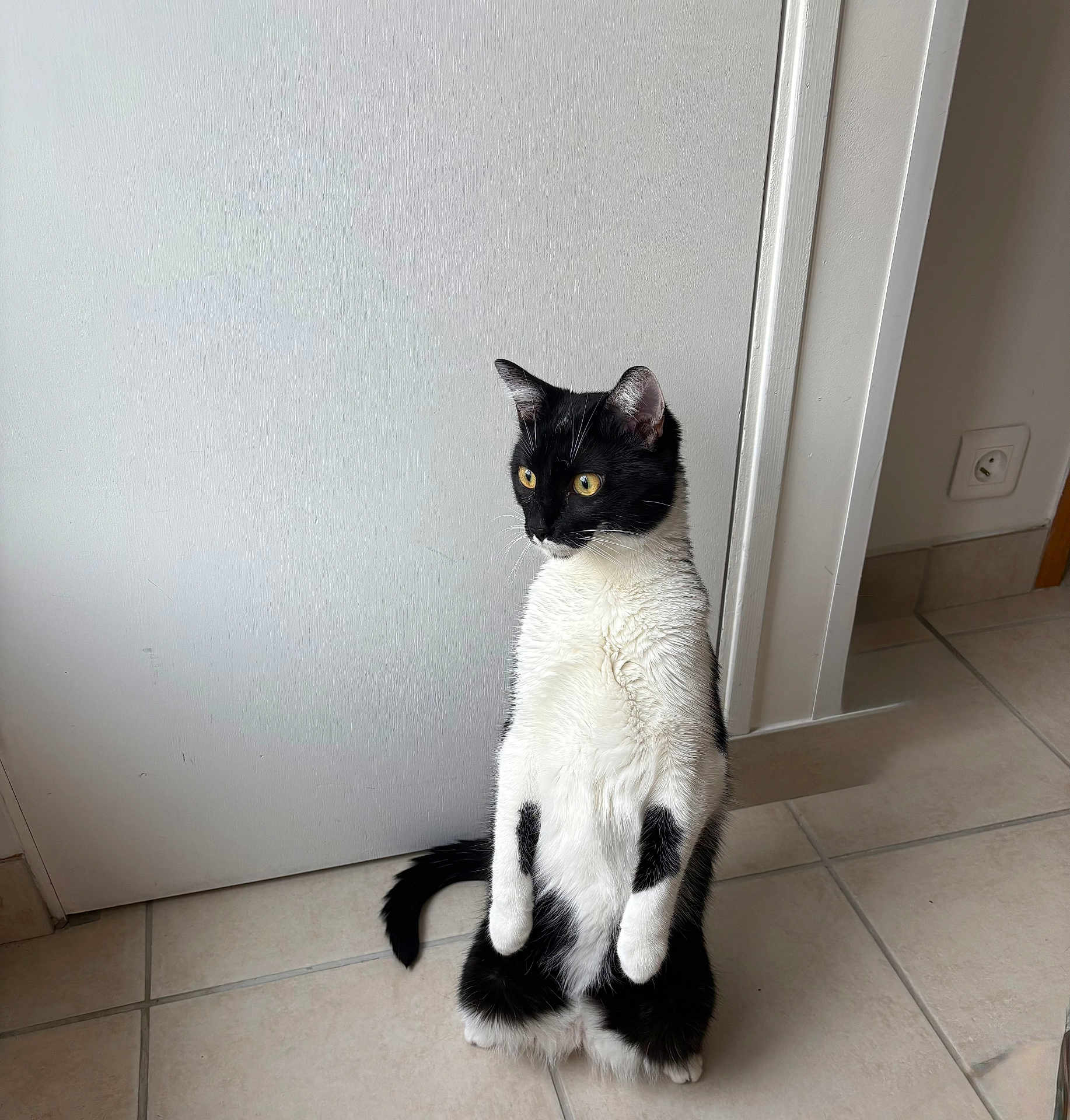 Figaro