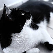 Figaro a rejoint le concours — aidez-le/la à gagner de superbes lots ! cat, black_and_white, fur, whiskers, close_up, profile, pet, animal, laying_down, soft_focus, indoor, cute, feline, relaxed, domestic_animal, portrait, side_view, white_floor, blurred_background, calm