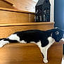 Figaro participe au concours pour gagner de l'argent avec cette photo : cat, black_and_white, stairs, wood, relaxed, pet, animal, indoor, feline, house_decor, lantern, sleepy, stretching, paw, cozy, wooden_stairs, domestic, calm, resting, side_view