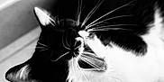 Figaro participe au concours pour gagner de l'argent avec cette photo : cat, black_and_white, whiskers, yawning, close_up, indoor, pet, feline, tile_floor, fur, animal, cute, sleepy, relaxed, mouth_open, ears, playful, black, white, domestic_cat