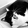 cat, black_and_white, whiskers, yawning, close_up, indoor, pet, feline, tile_floor, fur, animal, cute, sleepy, relaxed, mouth_open, ears, playful, black, white, domestic_cat