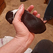 Destiny joined the competition — help win amazing prizes! animal, black_fur, carpet, closeup, cute, domestic_animal, fingers, footwear, hand, holding, indoor, newborn, person, pet, puppy, sandals, skin, small, tiny, white_fur