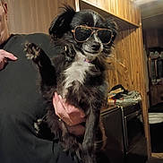 Rifter is registered to the contest to win money with this photo: accessory, animal, appliance, black_and_white, casual, cool, cute, dog, fur, hand, holding, indoor, kitchen, mammal, person, pet, portrait, small_dog, sunglasses, wood_paneling