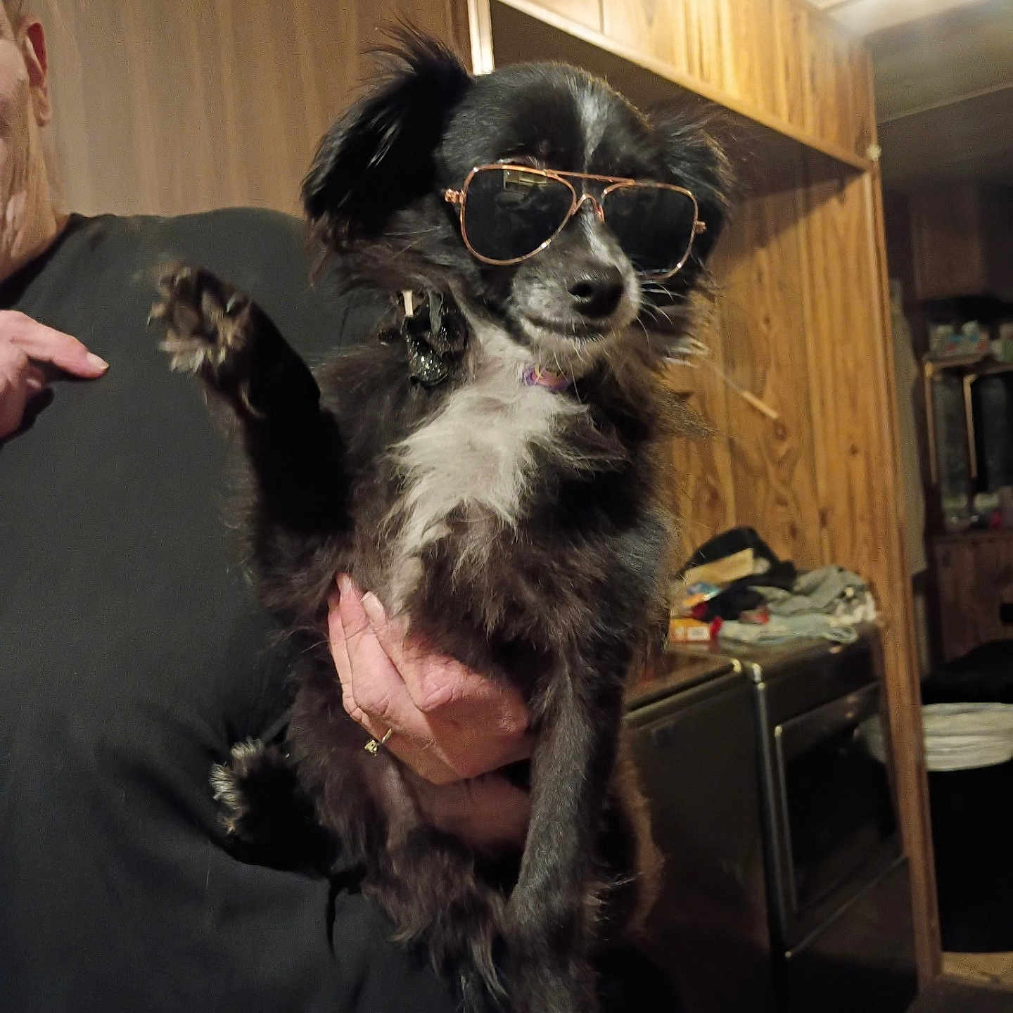 Rifter is registered to the contest to win money with this photo: accessory, animal, appliance, black_and_white, casual, cool, cute, dog, fur, hand, holding, indoor, kitchen, mammal, person, pet, portrait, small_dog, sunglasses, wood_paneling