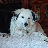 Diesel is registered to the contest to win money with this photo: animal, black, blanket, companion, cozy, cute, dog, domestic, fluffy, fur, indoor, lying_down, mammal, paw, pet, relaxed, resting, sleepy, white, wooden_furniture