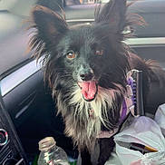 Dest is registered to the contest to win money with this photo: dog, black_dog, car_interior, gatorade_bottle, shopping_bags, happy_dog, fluffy_ears, tongue_out, pet_harness, car_seat, cup_holder, keys, leash, window, door_panel, dashboard, road_trip, pet, animal, companion