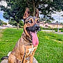 animal, blue_eyes, canine, daylight, dog, ears_up, fur, grass, happy, leash, muzzle, nature, outdoor, park, pet, rock, sitting, summer, tongue_out, tree