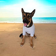 Usty participe au concours pour gagner de l'argent avec cette photo : dog, beach, sand, ocean, sky, white_tshirt, pet, sitting, animal, canine, happy, tongue_out, ears_up, outdoor, nature, summer, vacation, portrait, mammal, friendly