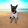 dog, beach, sand, ocean, sky, white_tshirt, pet, sitting, animal, canine, happy, tongue_out, ears_up, outdoor, nature, summer, vacation, portrait, mammal, friendly
