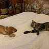 puppy, dog, cat, sleeping, lying_down, bed, bedding, white_sheet, tabby_cat, striped_fur, collar, indoor, bedroom, cozy, relaxed, pets, animal_companions, furniture, home, resting
