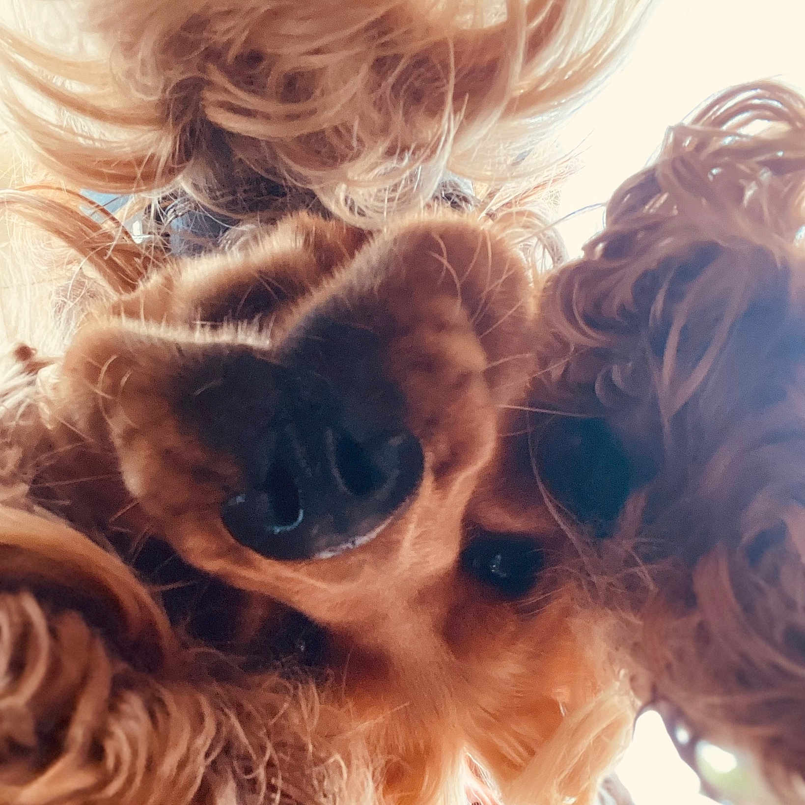 Tequila participe au concours pour gagner de l'argent avec cette photo : dog, puppy, small_dog, fluffy, curly_fur, golden_fur, brown_fur, black_nose, close_up, portrait, pet, canine, adorable, cute, curious, shaggy, long_hair, backlighting, outdoor, funny
