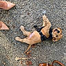 Tequila participe au concours pour gagner de l'argent avec cette photo : dog, puppy, golden, small_dog, lying_down, belly_up, harness, leash, outdoor, gravel, ground, pavement, animal, pet, portrait, overhead_view, shoes, heels, handbag, funny