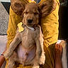 Tequila a rejoint le concours — aidez-le/la à gagner de superbes lots ! puppy, dog, golden_retriever, sleeping, floppy_ears, brown_fur, portrait, pet, lap, person, yellow_clothing, sunlight, outdoor, collar, dog_tag, relaxed, cute, furry, close_up, companion_animal