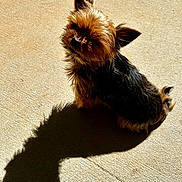 Bitty is registered to the contest to win money with this photo: dog, small_dog, sunlight, shadow, concrete, outdoor, pet, fluffy, brown, black, ears, sitting, animal, cute, sunny, texture, shadow_play, canine, fur, daylight