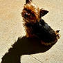 dog, small_dog, sunlight, shadow, concrete, outdoor, pet, fluffy, brown, black, ears, sitting, animal, cute, sunny, texture, shadow_play, canine, fur, daylight
