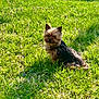 Bitty is registered to the contest to win money with this photo: dog, grass, outdoor, sunlight, small_dog, pet, nature, wildflowers, greenery, canine, fur, animal, cute, scruffy, sitting, daylight, shadow, head_tilt, curious, yard