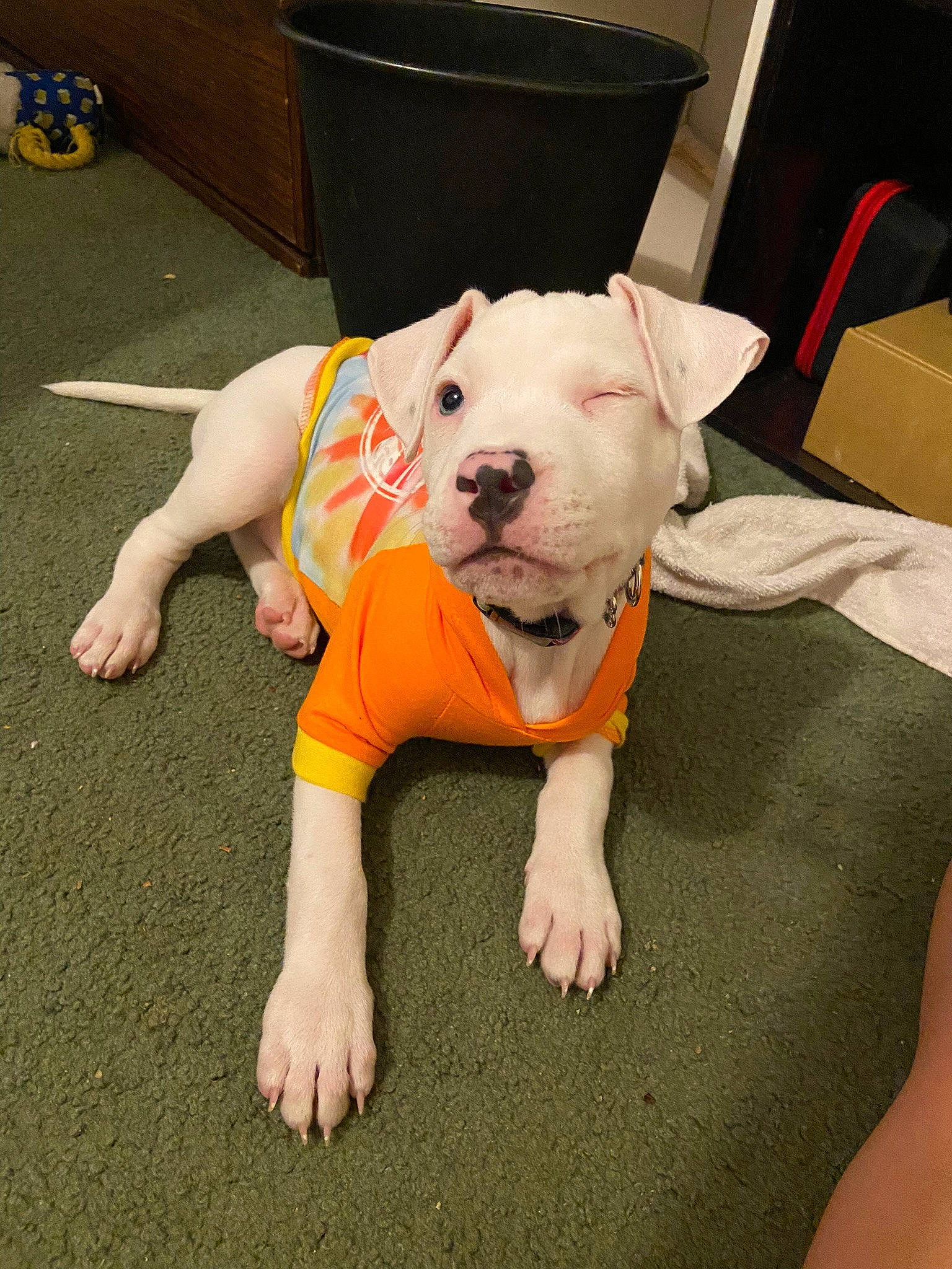 Athena is registered to the contest to win money with this photo: bull_and_terrier, bull_terrier, canidae, carnivore, comfort, companion_dog, dog, dog_breed, dog_clothes, dog_supply, fawn, flooring, head, pet_supply, snout, sporting_group, tail, toy_dog, whiskers, working_animal