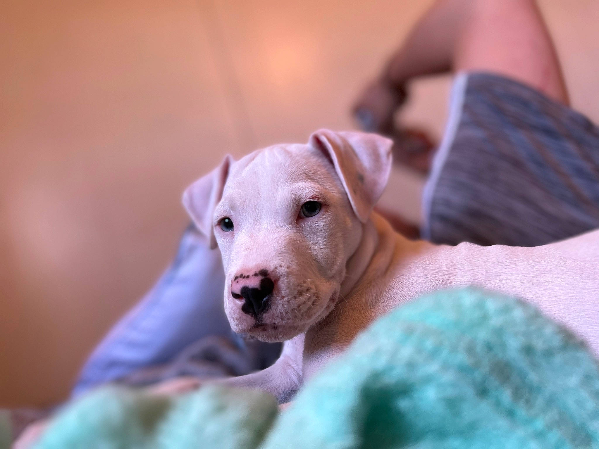 Athena joined the competition — help win amazing prizes! canidae, carnivore, comfort, companion_dog, dog, dog_breed, ear, fawn, fur, guard_dog, linens, non_sporting_group, paw, puppy, snout, sporting_group, terrestrial_animal, toy_dog, whiskers, working_animal